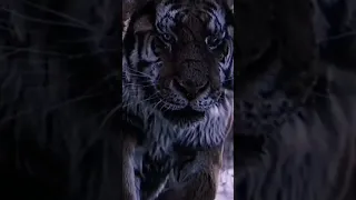 Великий Тигр🐯