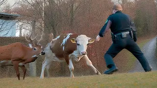 Эта корова сбежала с бойни и нашла семью среди диких оленей! 😱