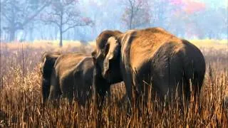 Тайны дикой природы Индии - В царстве слонов