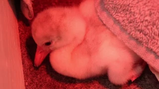 Hand-Raising Flamingo Chicks