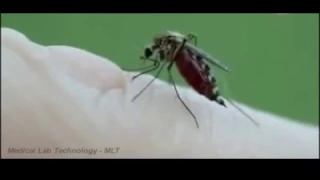 How Mosquitoes Suck Your Blood