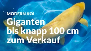 Auch Ali verkauft alle seine Koi | Modern Koi Blog #6689