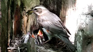 Chicks in Nest Redwing Bird, Дрозд Белобровик, птенцы в гнезде