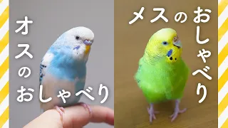 セキセイインコ オスのおしゃべりとメスのおしゃべり