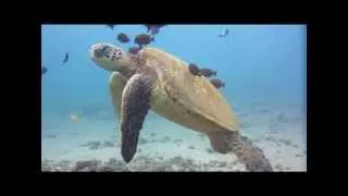 Turtle Cleaning Station in Maui