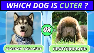 PICK One KICK One - Dogs edition 🐶 Cute Animals