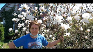 Магнолии звёздчатые в Ленинградской области! Magnolia stellata и magnolia stellata "Alixeed"