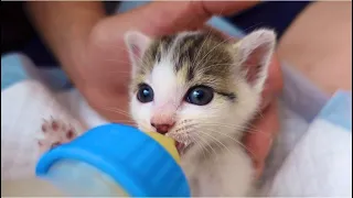 【保護猫】乳飲み子を緊急保護しました！！！