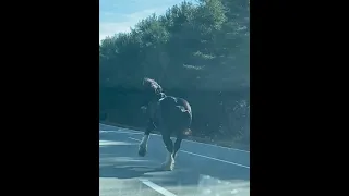 Majestic Clydesdale On The Loose on 140 South in Taunton, MA
