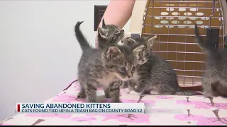 Litter of kittens found tied inside a trash bag reveal harsh reality of sick, abandoned pets in East