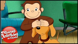 Jorge el Curioso en Español 🐵 Hundley un Perro Grande🐵 Capitulos completos del Mono Jorge