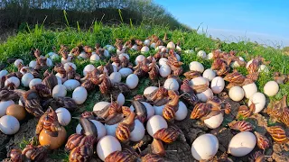 Amazing! Harvest duck eggs and snails a lot under grass in the dry river at field by hand a farmer