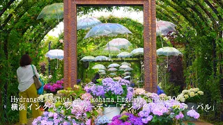 Competing hydrangeas and roses in the Yokohama English Garden!