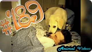 Приколы с животными №189   Собака будильник  Смешные животные  Animal videos