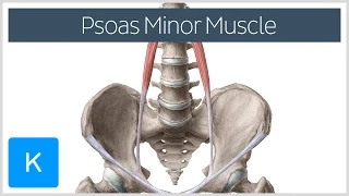 Psoas Minor Muscle Origin and Insertion - Human Anatomy | Kenhub