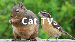 Cat TV: 6 Hours - Beautiful Birds, Squirrels, Nature sounds in Canadian Forest