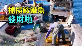 出海捕撈鮟鱇魚，一網幾百斤