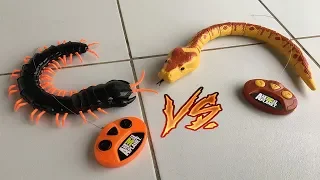 CENTOPÉIA DE CONTROLE REMOTO VS SERPENTE DE CONTROLE REMOTO. QUEM VENCE?!