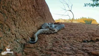 cobra corredeira abatendo uma cascavel