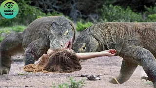 45 Horrible Moments Komodo Dragon Attack Cameraman...