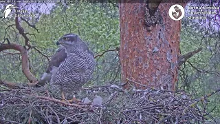 Vistu vanags: Accipiter gentilis 06.05.2024 05:20