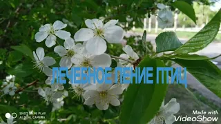 ПЕНИЕ ПТИЦ 🐦/ ОРНИТОТЕРАПИЯ🐦 / Красивые цветы 🌷/ СУПЕР РЕЛАКС-  super relax