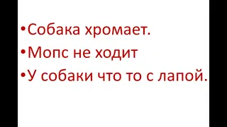 Собака хромает. Мопс не ходит у собаки что то с лапой.