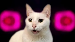 Chicken Dance - Cats Version - Singing Cats - Cats Parody