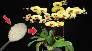 1 tablespoon under each plant, orchids will bloom all year round with healthy roots