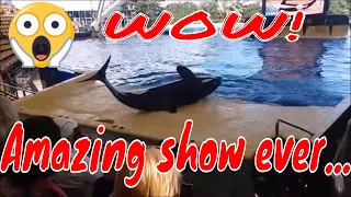 Watching ORCA SHOW at Loro Park | Filipina Vlogger In Vienna