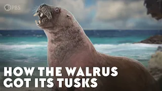 How the Walrus Got Its Tusks