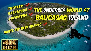 STUNNING SCUBA DIVING || BALICASAG ISLAND || BOHOl || PHILIPPINES