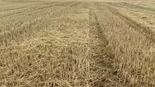 Каток измельчитель TRIUMPH 12 работает по стерне озимой пшенице