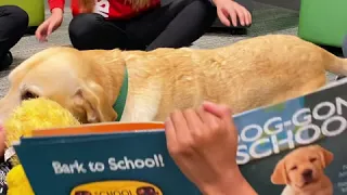 Read With Archie the Therapy Dog