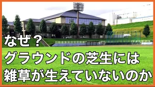 雑草が生えにくい芝生の管理方法