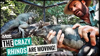 The Crazy Rhino Iguanas get a NEW Home!