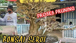 PRUNING BONSAI SERUT PREPARE KONTES