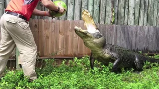 Big Alligator Slams Jaws On Watermelon!