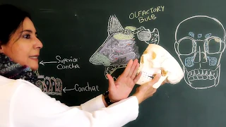 Nose and Paranasal Sinuses, the first part of Respiratory Tract