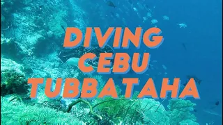 Tubbataha Diving