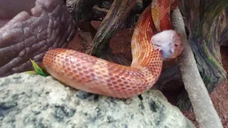 Corn Snake Swallows Mouse Alive Feet First