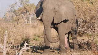 Botswana 1 - Santantadibe (Okavango Delta)