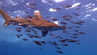 Red Sea Nov 2017  - Oceanic White Tip Reef Sharks