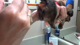 How to Give a Puppy a Warm Water Enema