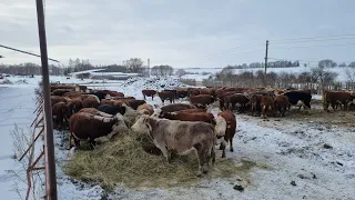 НАЧАЛО ЗИМОВКИ СТЕЛЬНЫХ КОРОВ. Налаживаем работу в Мороз...