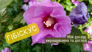 Гібіскус. Мій досвід вирощування