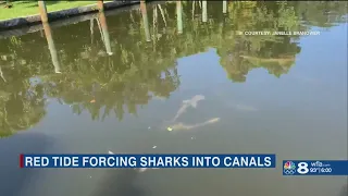 Sharks seen in Longboat Key canals are trying to avoid red tide, experts say