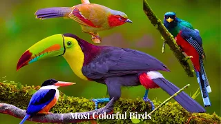 Most Colorful Birds In The World in 4K | Stunning Nature | Birds Sounds | Learn Names of Birds