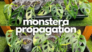 Monstera Adansonii Aurea | Week 0 | Propagation Series