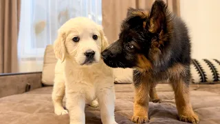 German Shepherd Puppy Meets Golden Retriever Puppy for the First Time!